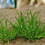 雑草駆除に除草剤を使ってみた!家の周りが綺麗になります!