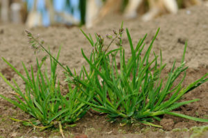 雑草駆除に除草剤を使ってみた！家の周りが綺麗になります！
